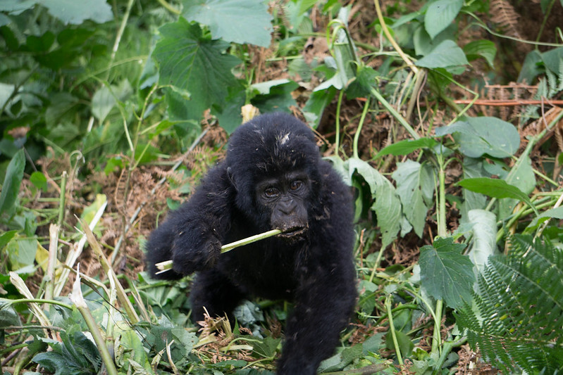 Bweza Gorilla Group