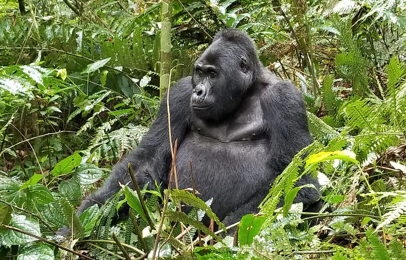 Bwindi Gorilla Trekking Sectors