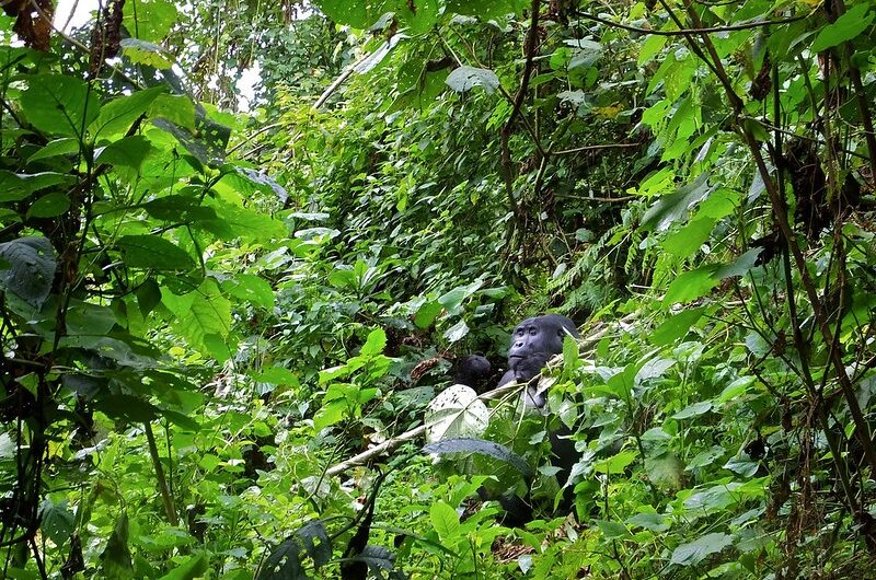 Bwindi Impenetrable Forest