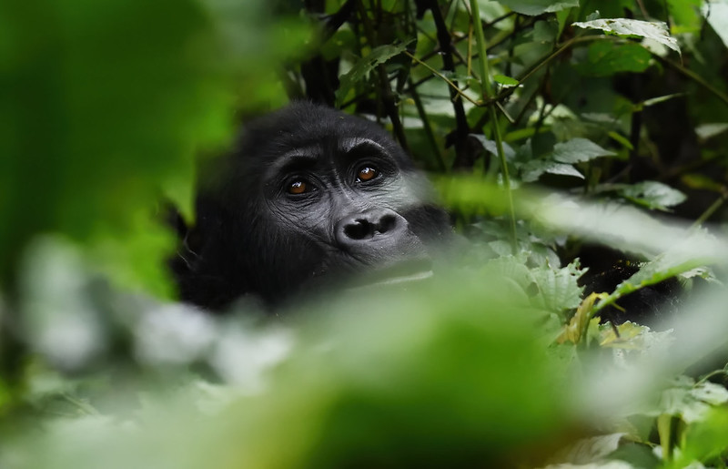 Characteristics of Mountain Gorillas