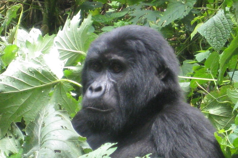 Cheap gorilla permits in Uganda