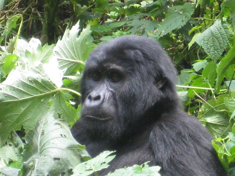 Cheap gorilla permits in Uganda