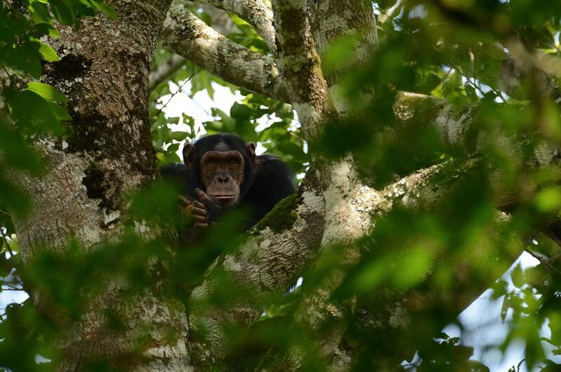 Chimpanzee Trekking at Murchison Falls National Park’s Budongo Forest - A Complete Guide.