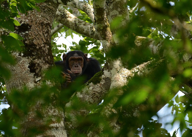 Chimpanzee Trekking at Murchison Falls National Park’s Budongo Forest - A Complete Guide.