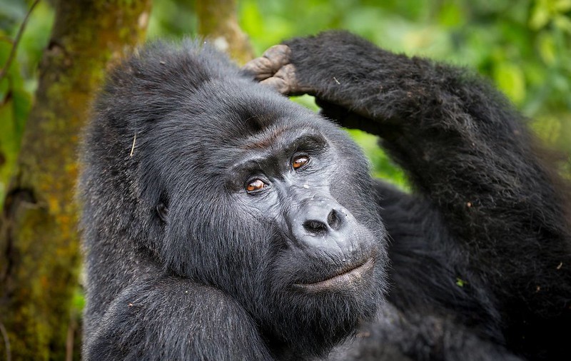 Common Reasons why Gorillas are Poached