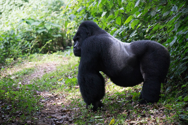 Comparing Gorilla Trekking in Bwindi and Mgahinga.