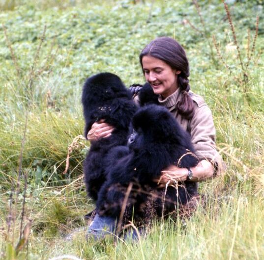 Dian Fossey The American Primatologist