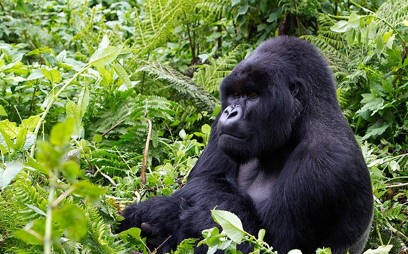 Distance between Bwindi and Volcanoes National Park