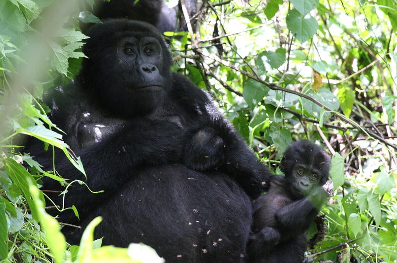 Do Mountain Gorillas live in families