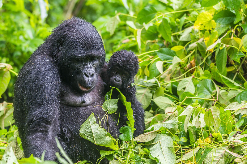 Do gorillas live in Africa