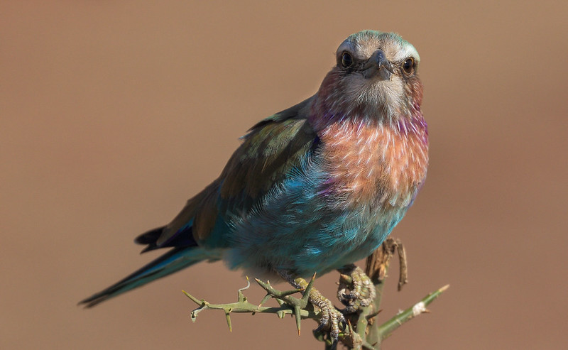 Extraordinary Birdwatching Destinations in Tanzania for 2025