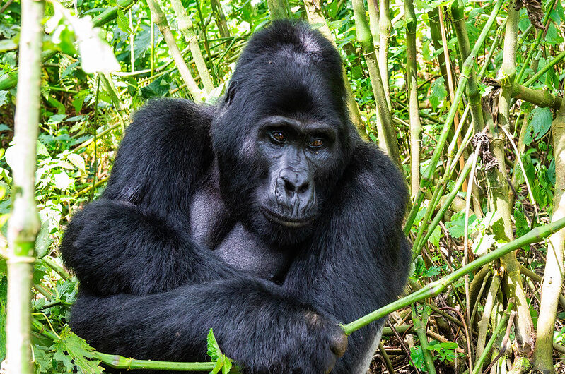 Full List of Silverbacks in Bwindi