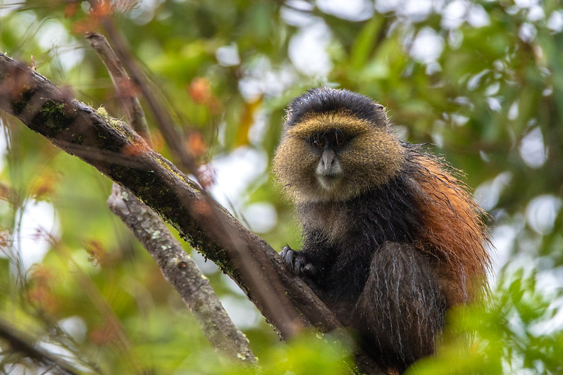 Golden Monkey Trekking in Mgahinga gorilla national park.