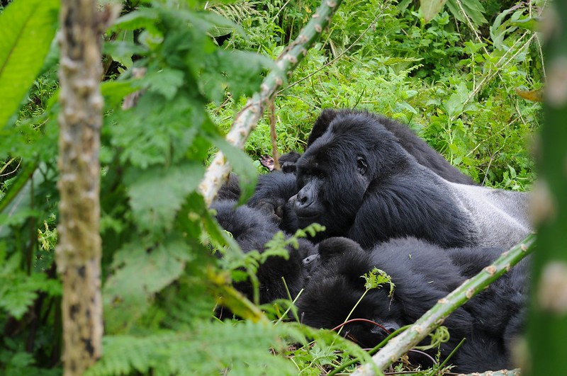 Gorilla Beringei Beringei