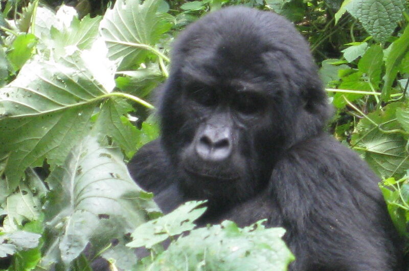 Gorilla Conservation