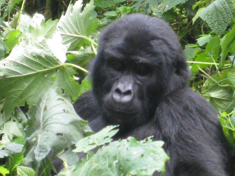 Gorilla Conservation