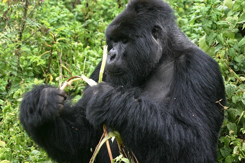 Gorilla Habituation