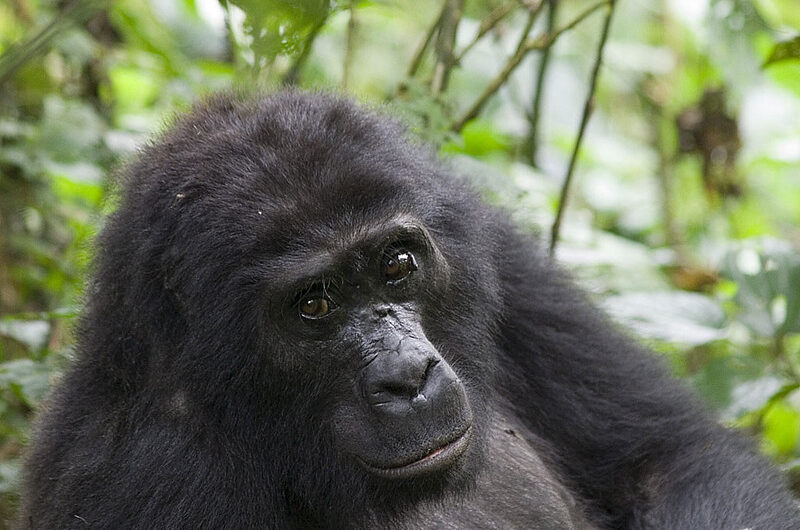 Gorilla Trekking Age Limit - Gorilla Trekking Uganda Minimum Age (15 Years).