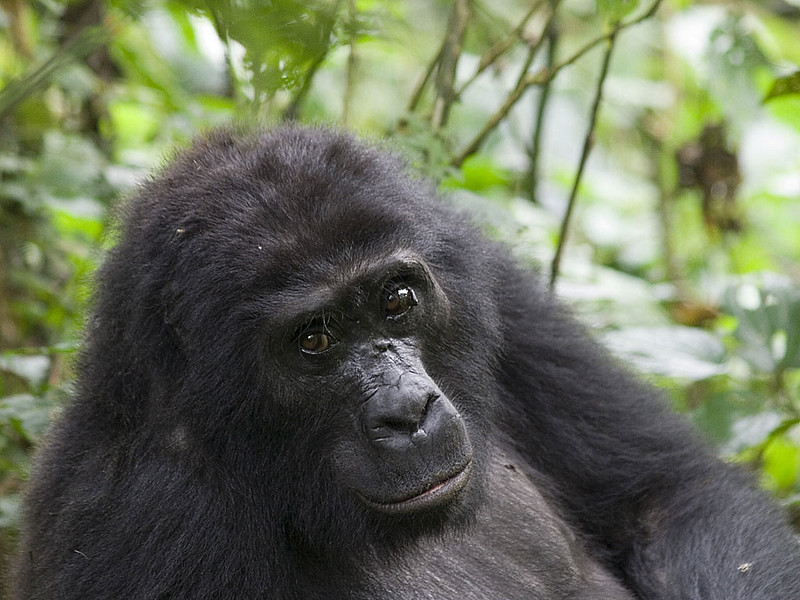 Gorilla Trekking Age Limit - Gorilla Trekking Uganda Minimum Age (15 Years).