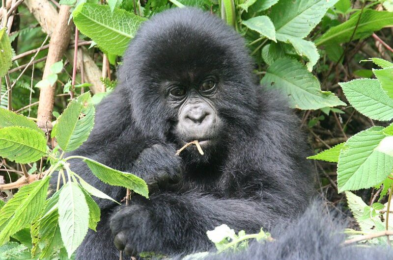 Gorilla Trekking Rules and Regulations