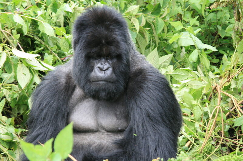 Gorilla Trekking Rwanda Vs Uganda Vs Congo, Comparing Best Gorilla Safaris in Africa