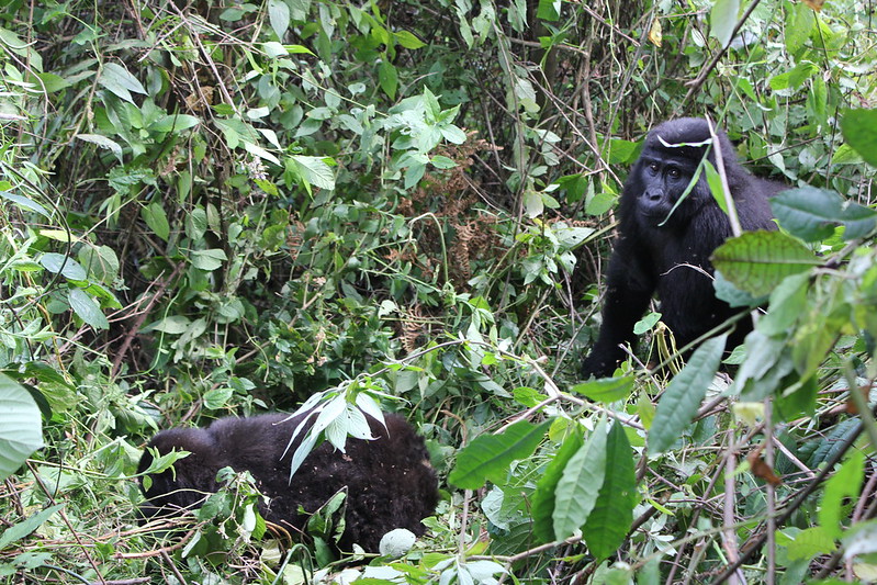 Gorilla Trekking Safari