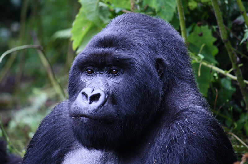 Gorilla Trekking Uganda vs Rwanda vs Congo (Which Is Country Better).