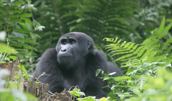 Gorilla Trekking Uganda