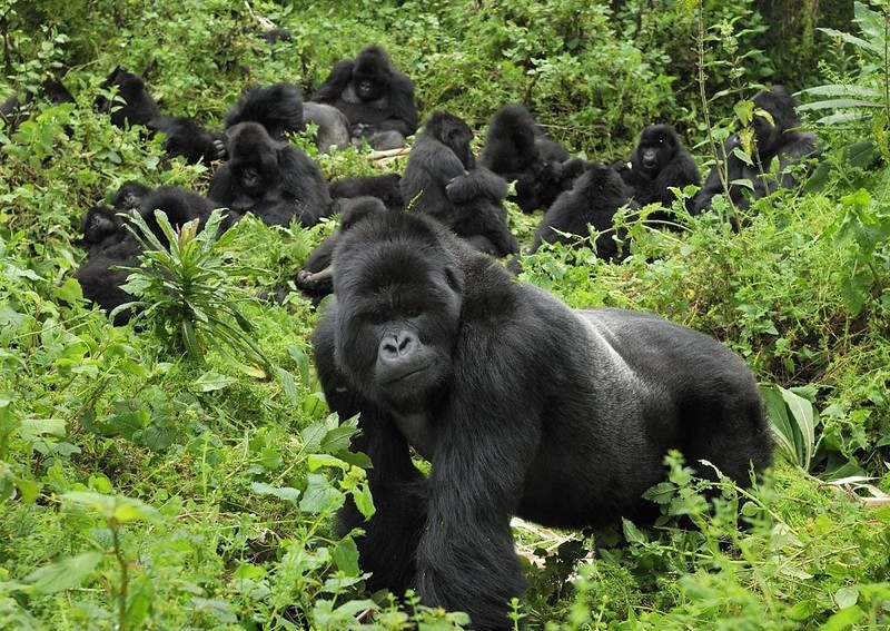 Gorilla Trekking in Uganda & Rwanda, Bwindi Forest, Gorilla Safari Tours