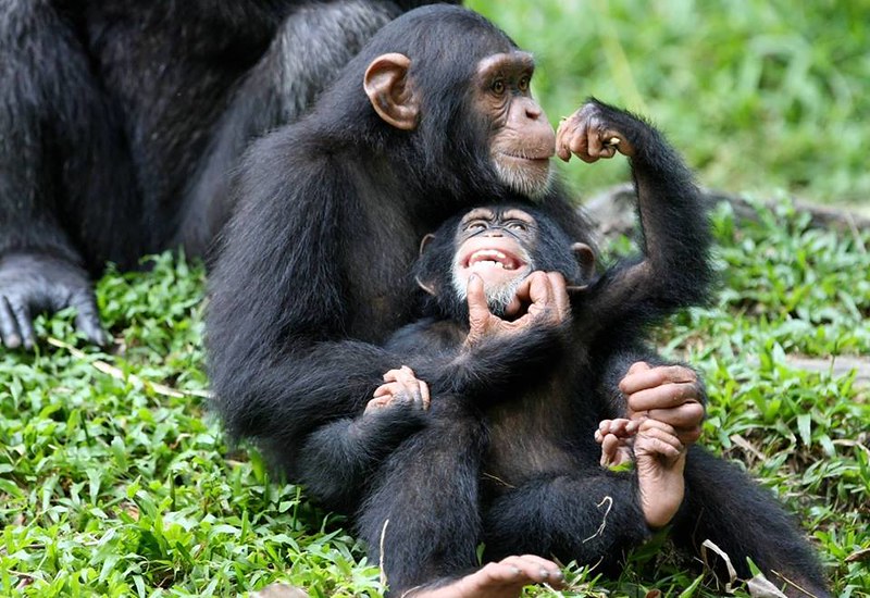 Gorilla Trekking in Uganda & Rwanda, Bwindi Forest, Gorilla Safari Tours