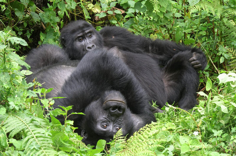 Gorilla Watching in Rwanda and Uganda.