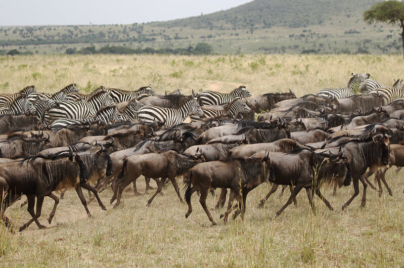 Great Wildebeest Migration Safari Tanzania, Kenya 2025