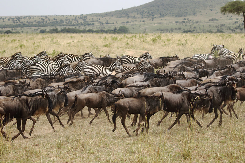 Great Wildebeest Migration Safari Tanzania, Kenya 2025