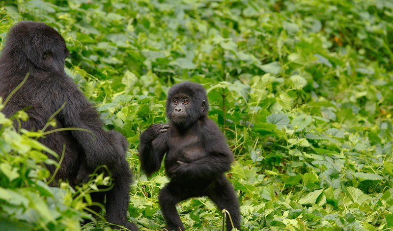 Habinyanja Gorilla Group