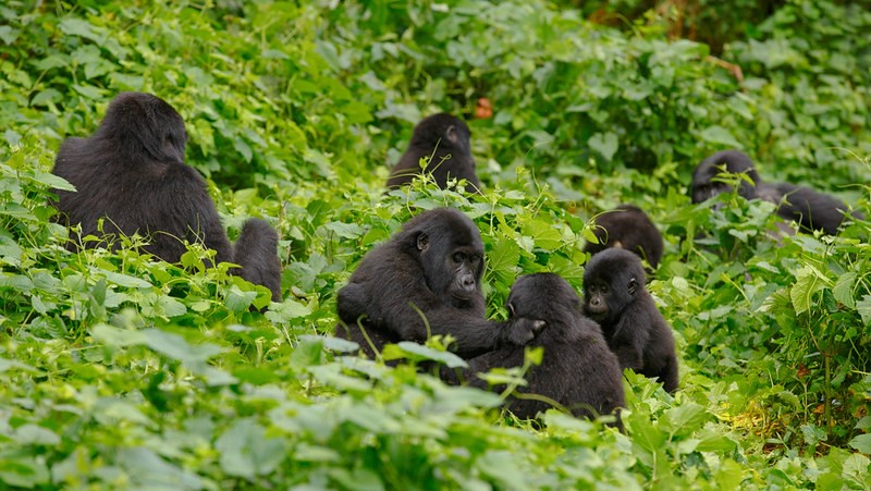 Habinyanja Group Family