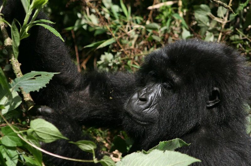 Hirwa Gorilla Group