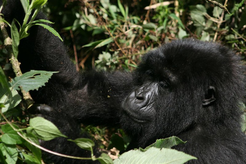 Hirwa Gorilla Group