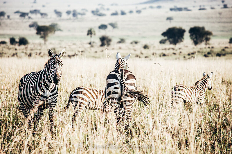 History and Fascinating Facts about Kidepo Valley National Park