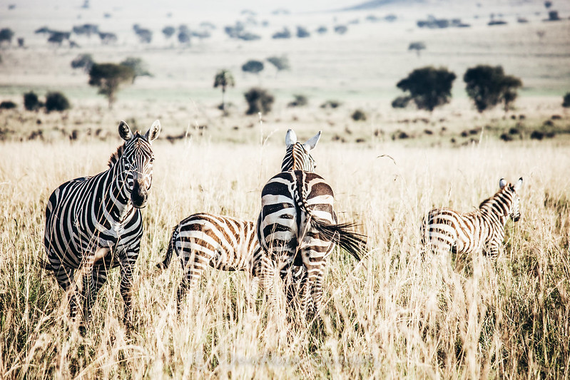 History and Fascinating Facts about Kidepo Valley National Park