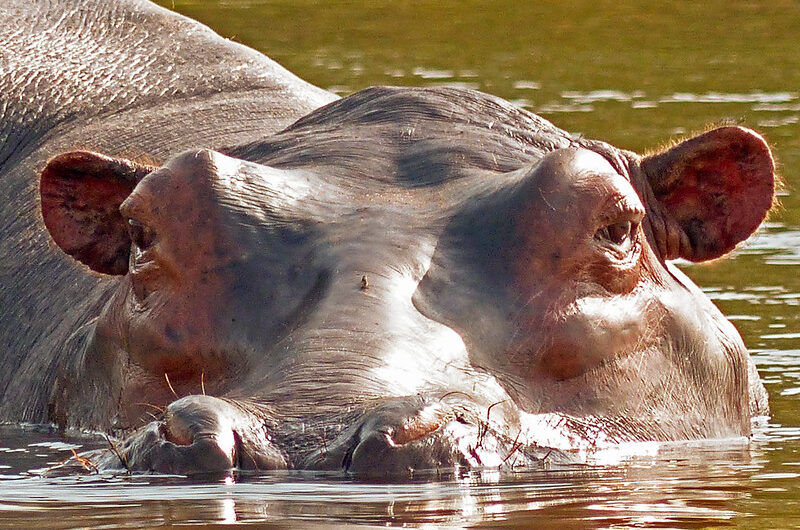 History of Murchison Falls National Park