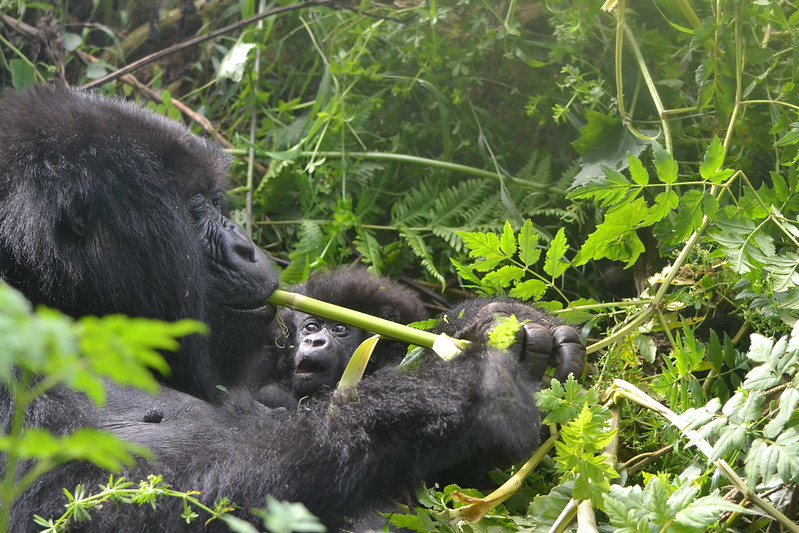 How Gorillas Feed