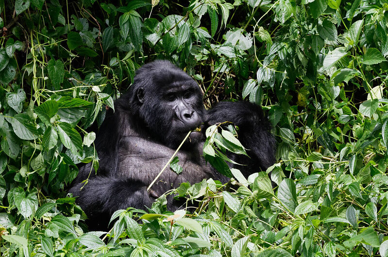 How Gorillas adapt to their Environment