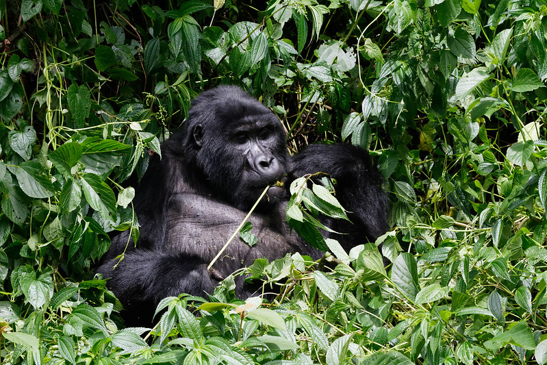 How Gorillas adapt to their Environment