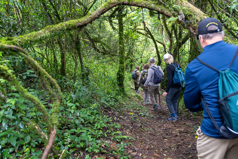 How Long Does Gorilla Trekking Take Is it Difficult How Fit Are You