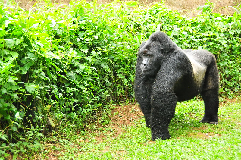 How Strong is a Silverback Gorilla