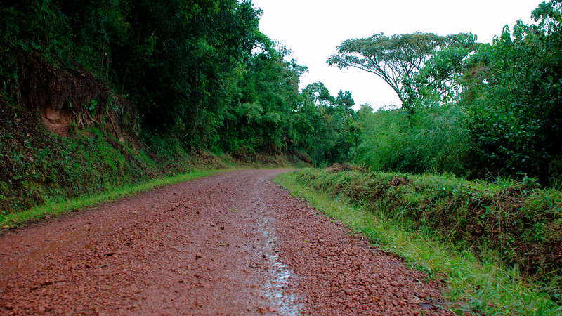 How To Get To Bwindi Impenetrable Forest National Park Uganda For Gorilla Trekking