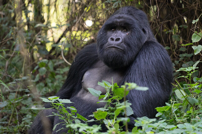 How to save Mountain Gorillas