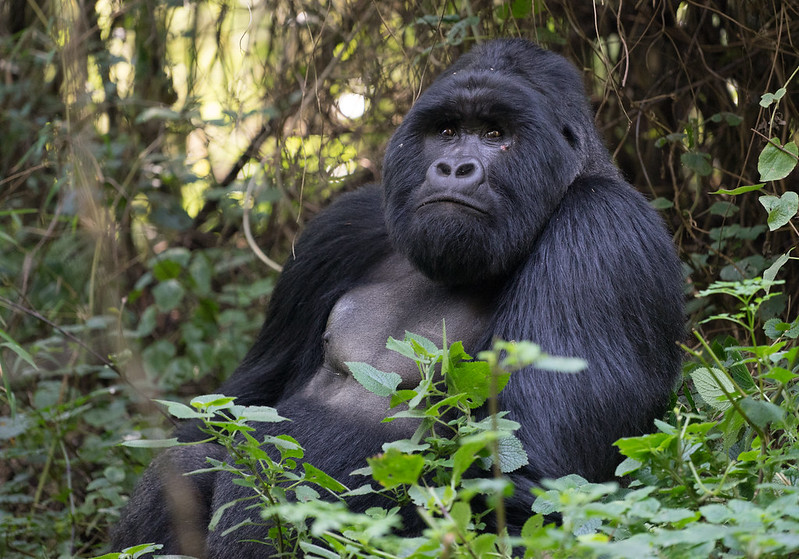 How to save Mountain Gorillas