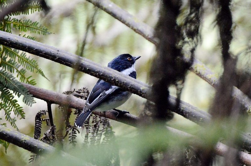 Interesting facts about Nyungwe Forest National Park