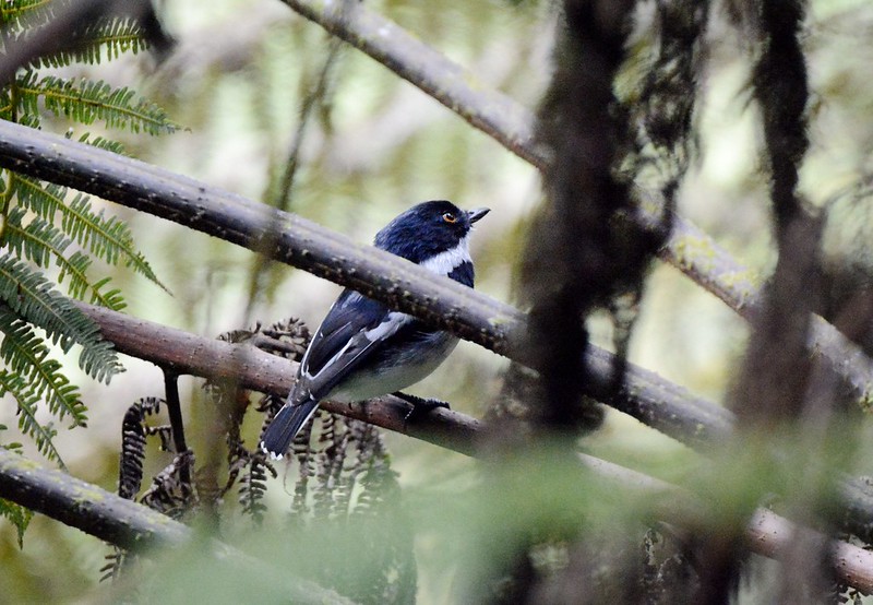 Interesting facts about Nyungwe Forest National Park